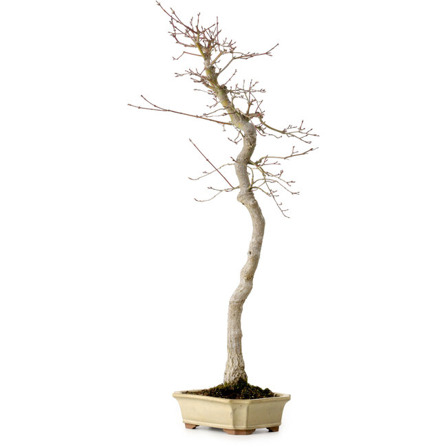 Acer palmatum, 56 cm, ± 15 jaar oud
