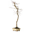 Acer palmatum, 56 cm, ± 15 jaar oud
