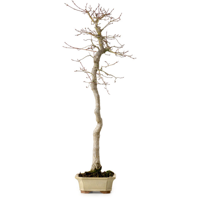 Acer palmatum, 56 cm, ± 15 jaar oud