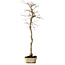 Acer palmatum, 56 cm, ± 15 ans