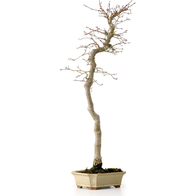 Acer palmatum, 56 cm, ± 15 años de edad