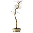 Acer palmatum, 56 cm, ± 15 años de edad