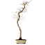 Acer palmatum, 56 cm, ± 15 Jahre alt