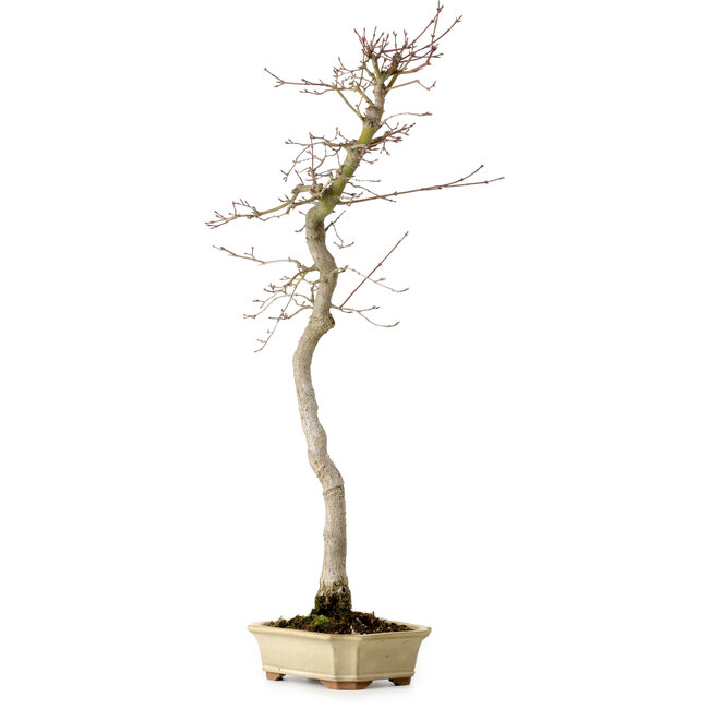 Acer palmatum, 56 cm, ± 15 ans