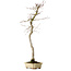 Acer palmatum, 56 cm, ± 15 jaar oud
