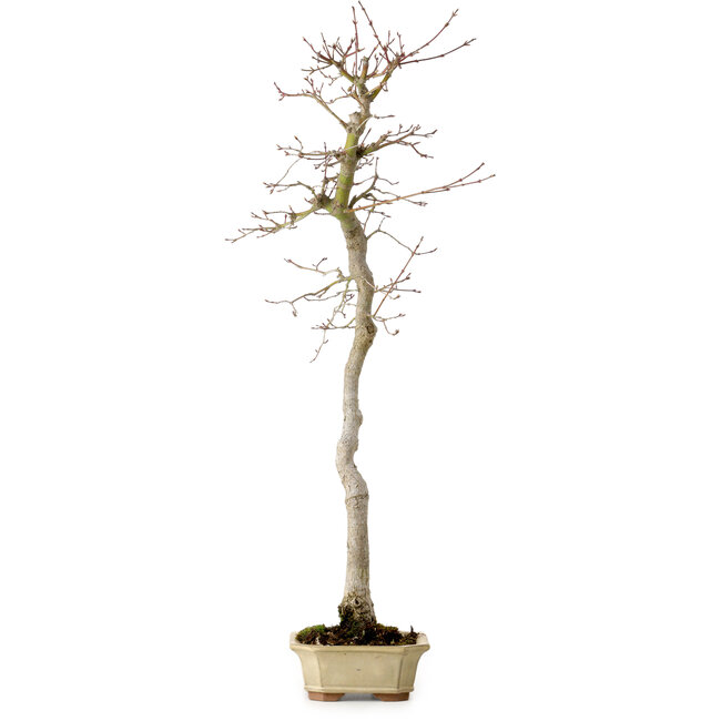 Acer palmatum, 56 cm, ± 15 years old