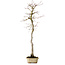 Acer palmatum, 56 cm, ± 15 years old