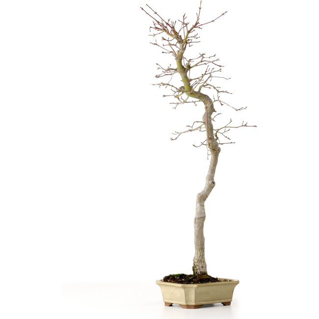 Acero palmato, 56 cm, ± 15 anni