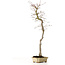 Acer palmatum, 56 cm, ± 15 años de edad