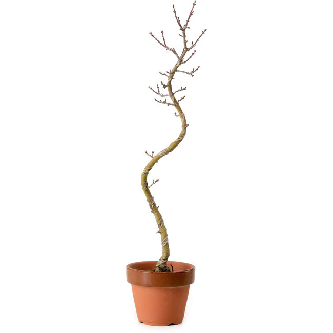 Acer palmatum Shishigashira, 45 cm, ± 10 Jahre alt, mit einem Wurzelhals von 3 cm