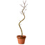 Acer palmatum Shishigashira, 45 cm, ± 10 anni, con nebari di 3 cm