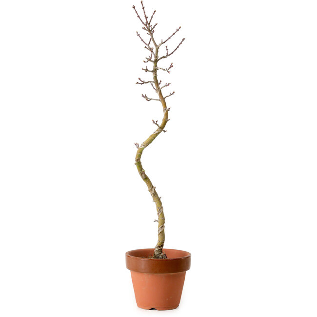 Acer palmatum Shishigashira, 45 cm, ± 10 Jahre alt, mit einem Wurzelhals von 3 cm