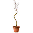 Acer palmatum Shishigashira, 45 cm, ± 10 anni, con nebari di 3 cm