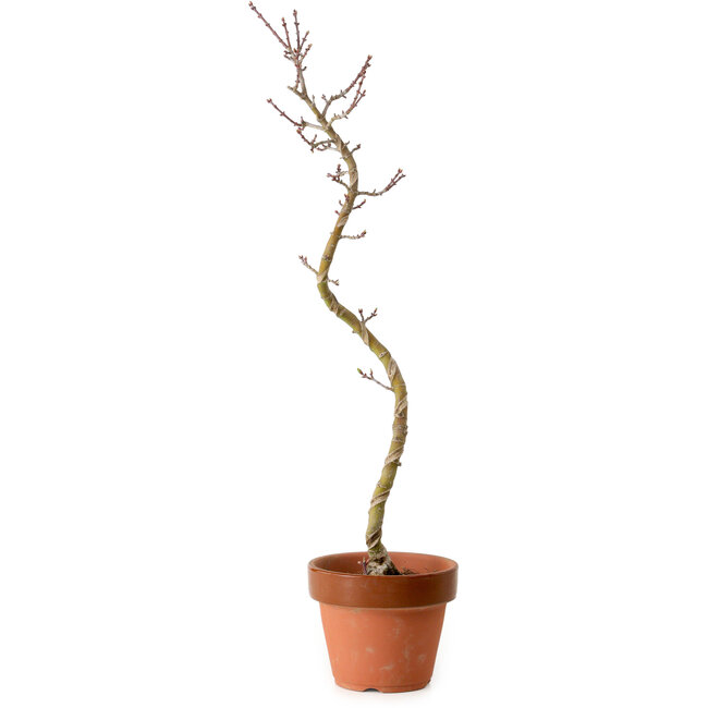 Acer palmatum Shishigashira, 45 cm, ± 10 ans, avec un nebari de 3 cm