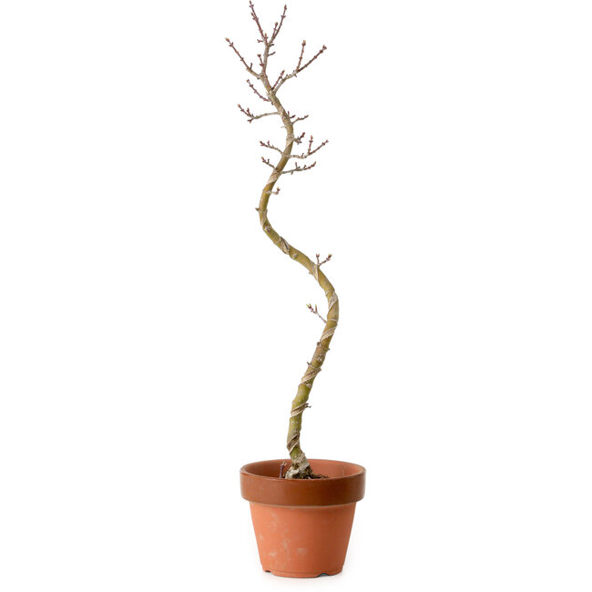 Acer palmatum Shishigashira, 45 cm, ± 10 anni, con nebari di 3 cm