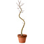 Acer palmatum Shishigashira, 45 cm, ± 10 years old, with a nebari of 3 cm