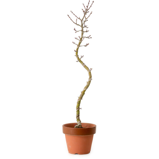 Acer palmatum Shishigashira, 45 cm, ± 10 years old, with a nebari of 3 cm