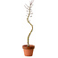 Acer palmatum Shishigashira, 45 cm, ± 10 years old, with a nebari of 3 cm
