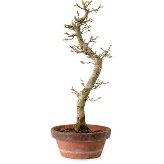Acer palmatum Shishigashira, 42 cm, ± 10 Jahre alt