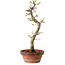 Acer palmatum Shishigashira, 42 cm, ± 10 ans, avec un nebari de 5 cm