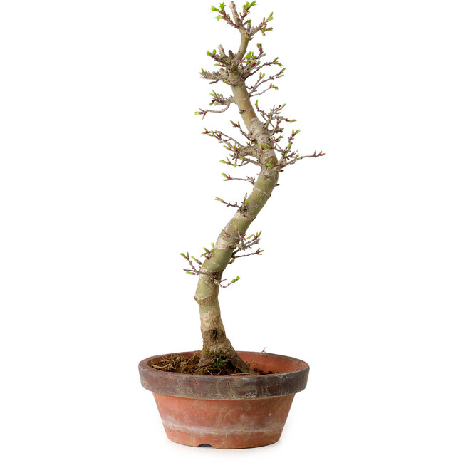 Acer palmatum Shishigashira, 42 cm, ± 10 jaar oud, met een nebari van 5 cm