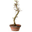 Acer palmatum Shishigashira, 42 cm, ± 10 years old, with a nebari of 5 cm