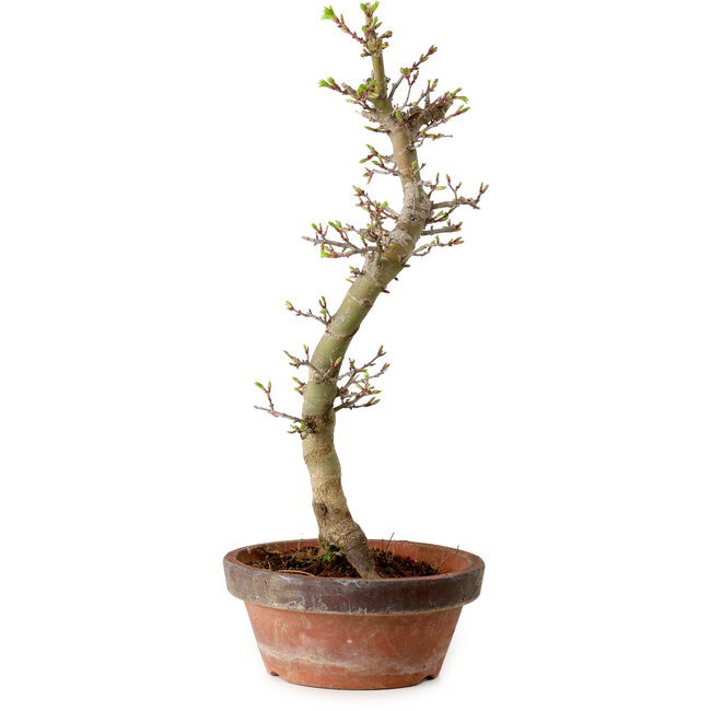 Acer palmatum Shishigashira, 42 cm, ± 10 jaar oud, met een nebari van 5 cm
