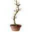 Acer palmatum Shishigashira, 42 cm, ± 10 ans, avec un nebari de 5 cm