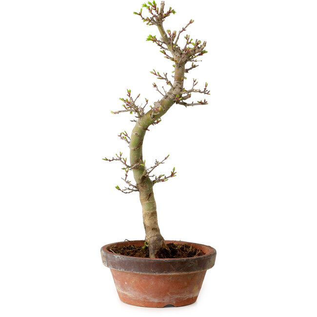 Acer palmatum Shishigashira, 42 cm, ± 10 jaar oud, met een nebari van 5 cm
