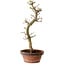 Acer palmatum Shishigashira, 42 cm, ± 10 anni, con nebari di 5 cm