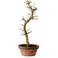 Acer palmatum Shishigashira, 42 cm, ± 10 ans, avec un nebari de 5 cm