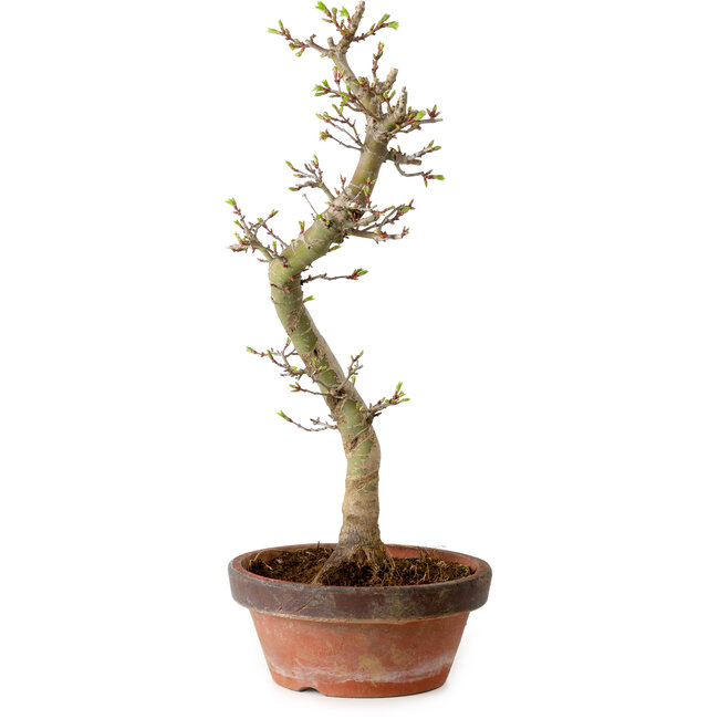 Acer palmatum Shishigashira, 42 cm, ± 10 years old, with a nebari of 5 cm
