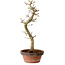 Acer palmatum Shishigashira, 42 cm, ± 10 years old, with a nebari of 5 cm