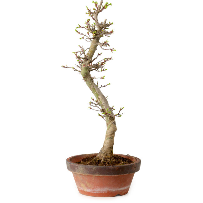 Acer palmatum Shishigashira, 42 cm, ± 10 years old, with a nebari of 5 cm