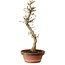 Acer palmatum Shishigashira, 42 cm, ± 10 anni, con nebari di 5 cm