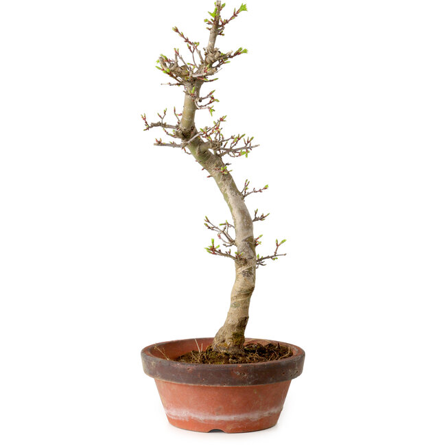 Acer palmatum Shishigashira, 42 cm, ± 10 years old, with a nebari of 5 cm