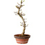 Acer palmatum Shishigashira, 42 cm, ± 10 years old, with a nebari of 5 cm