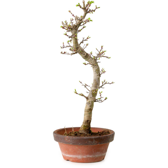 Acer palmatum Shishigashira, 42 cm, ± 10 años, con un nebari de 5 cm