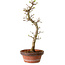 Acer palmatum Shishigashira, 42 cm, ± 10 ans, avec un nebari de 5 cm