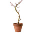 Acer palmatum Shishigashira, 45 cm, ± 10 jaar oud, met een nebari van 3 cm