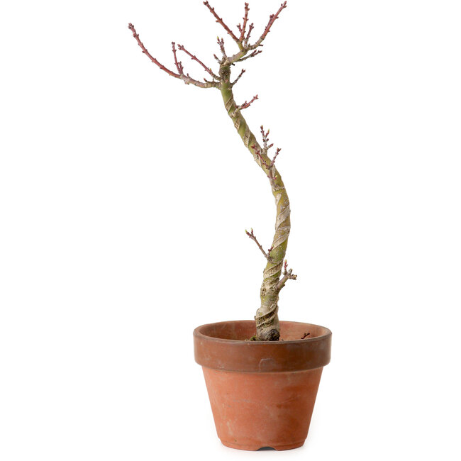 Acer palmatum Shishigashira, 45 cm, ± 10 years old, with a nebari of 3 cm