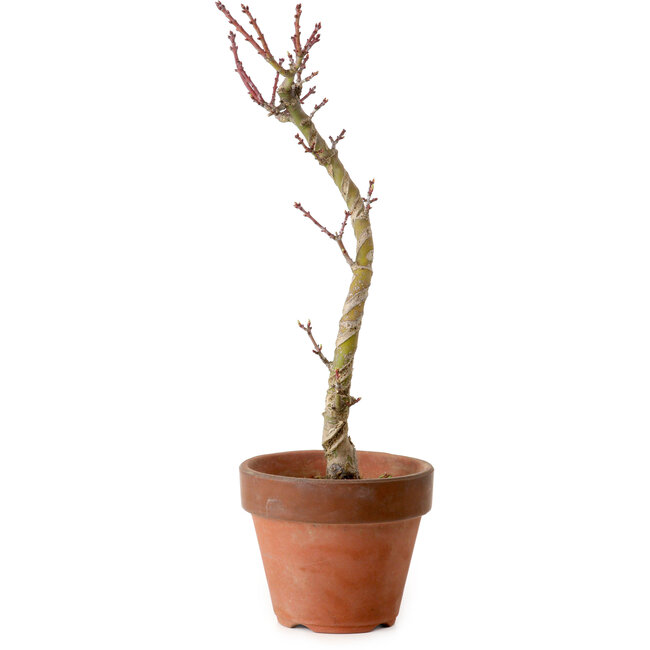 Acer palmatum Shishigashira, 45 cm, ± 10 anni, con nebari di 3 cm
