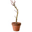 Acer palmatum Shishigashira, 45 cm, ± 10 Jahre alt, mit einem Wurzelhals von 3 cm