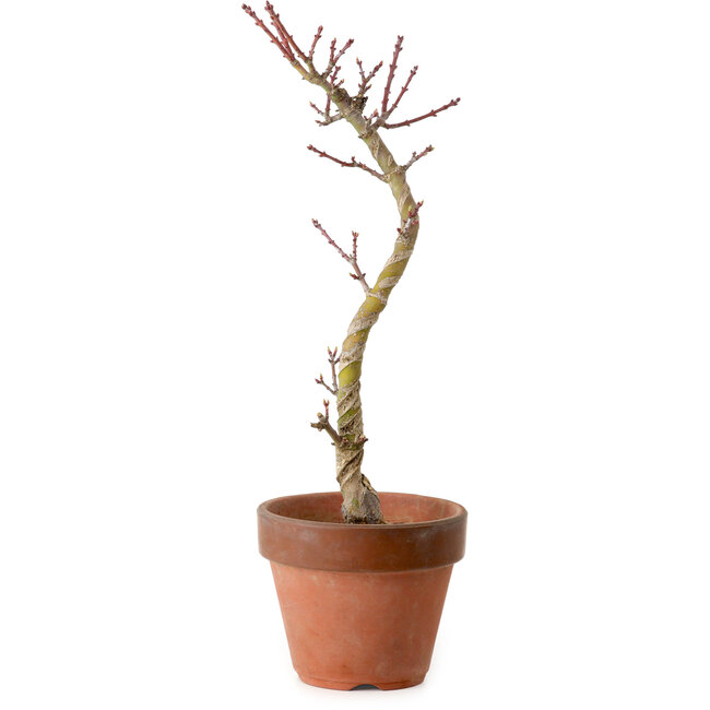 Acer palmatum Shishigashira, 45 cm, ± 10 Jahre alt, mit einem Wurzelhals von 3 cm