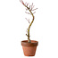 Acer palmatum Shishigashira, 45 cm, ± 10 anni, con nebari di 3 cm