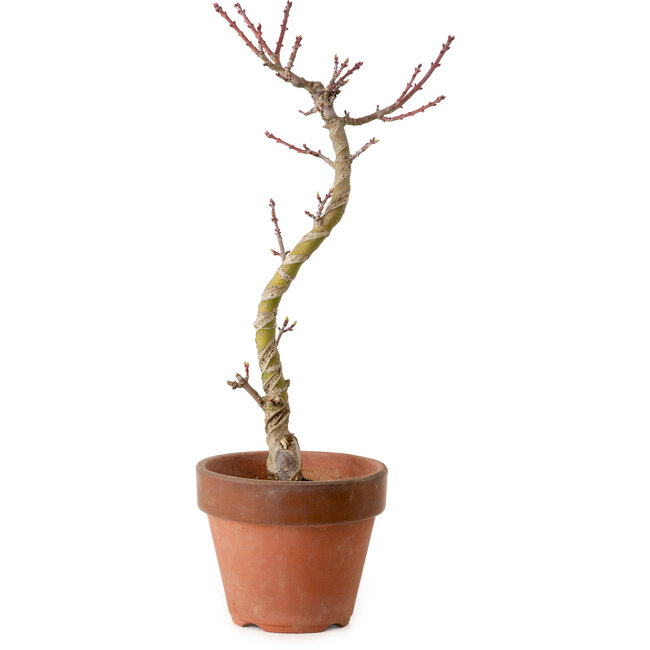 Acer palmatum Shishigashira, 45 cm, ± 10 años, con un nebari de 3 cm