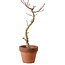 Acer palmatum Shishigashira, 45 cm, ± 10 years old, with a nebari of 3 cm