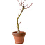 Acer palmatum Shishigashira, 45 cm, ± 10 Jahre alt, mit einem Wurzelhals von 3 cm