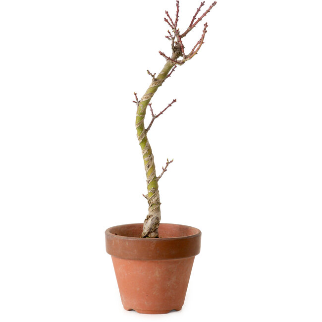Acer palmatum Shishigashira, 45 cm, ± 10 jaar oud, met een nebari van 3 cm