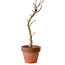 Acer palmatum Shishigashira, 45 cm, ± 10 years old, with a nebari of 3 cm